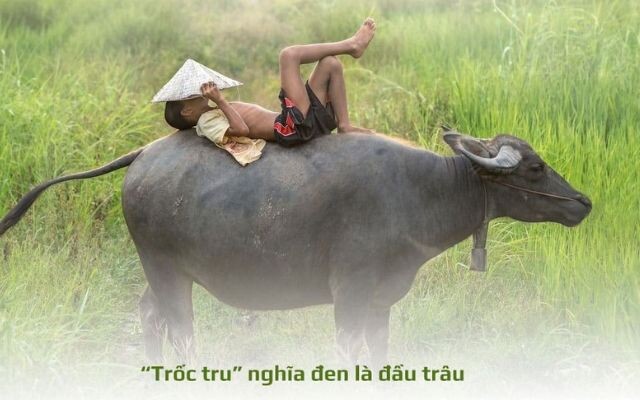 Trốc tru được sử dụng thường xuyên tại Nghệ An