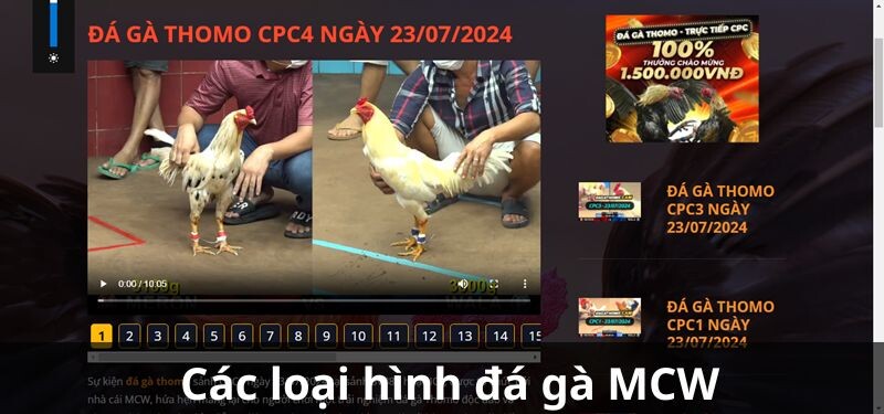 Các loại hình đá gà MCW