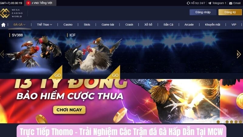 Tìm hiểu trực tiếp Thomo tại trang đá gà MCW