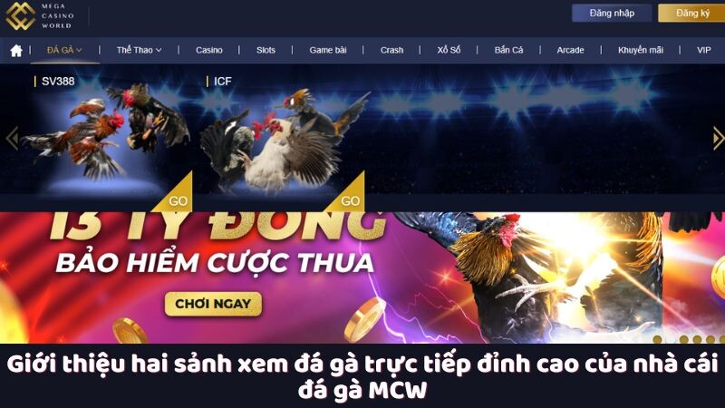 Giới thiệu hai sảnh xem đá gà trực tiếp đỉnh cao của nhà cái đá gà MCW